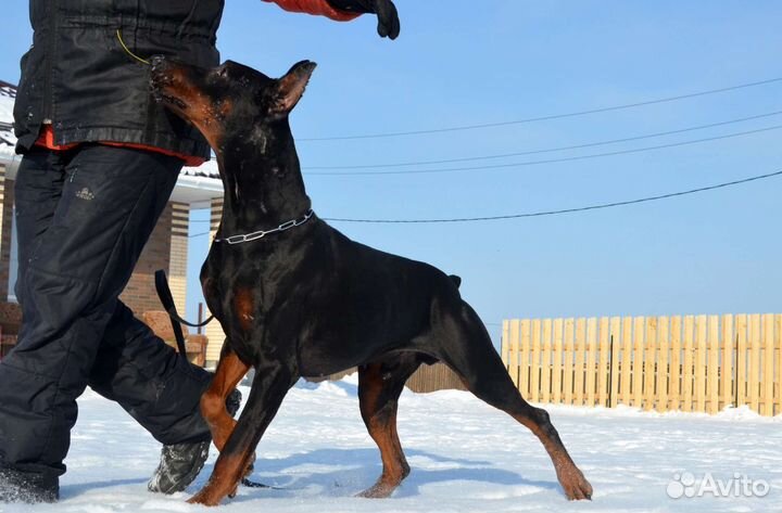 Спортивная дрессировка собак