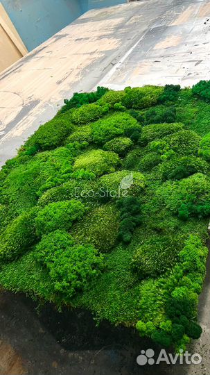 Панно из стабилизированного мха