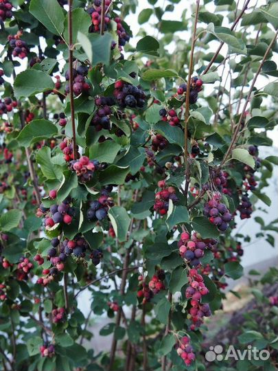 Ирга саженцы