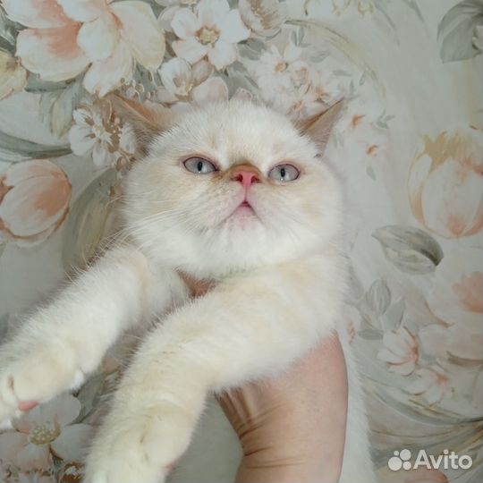 Котята экзоты