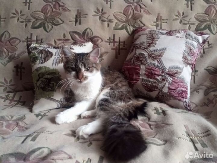 Кошка в дар