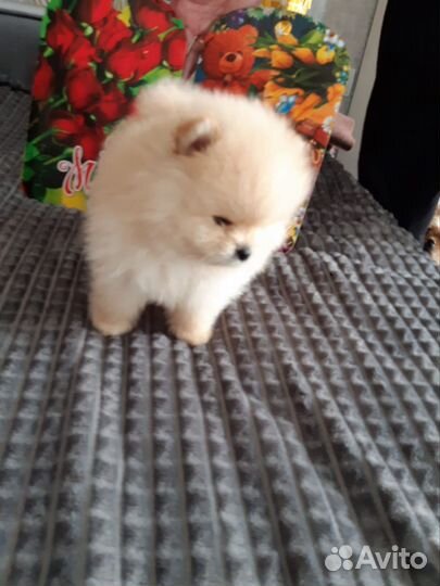 Померанский шпиц медвежьего типа