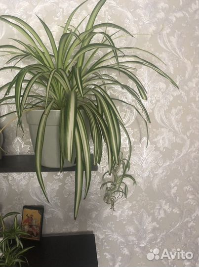 Хлорофитум