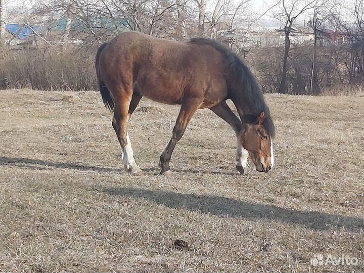 Продам лошадь