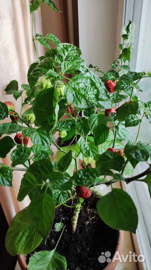 Каролина рипер (черный скорпион)