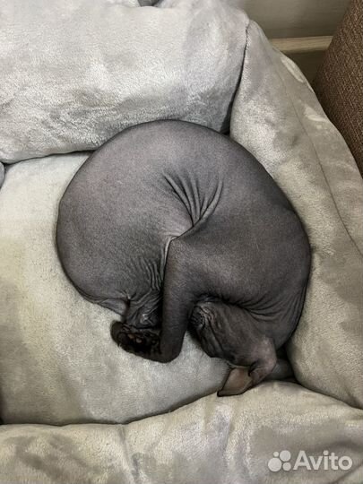 Вязка кошек канадский сфинкс