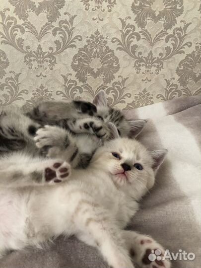 Котята британской серебристой шиншиллы