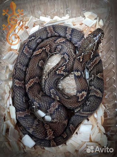 Змея Амурский полоз (подходит новичкам)