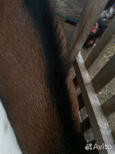 Чешский козел