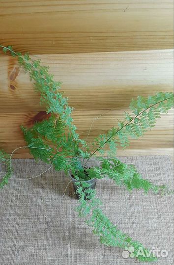 Папоротник