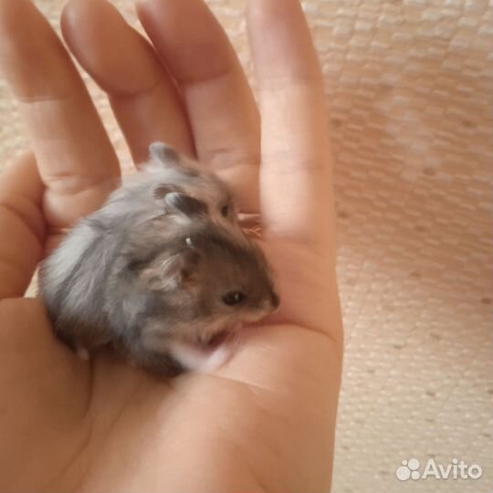 Джунгарский хомяк