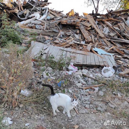 Кошечка с трудной судьбой в зиму остается на улице