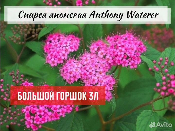 Декоративные кустарники зкс