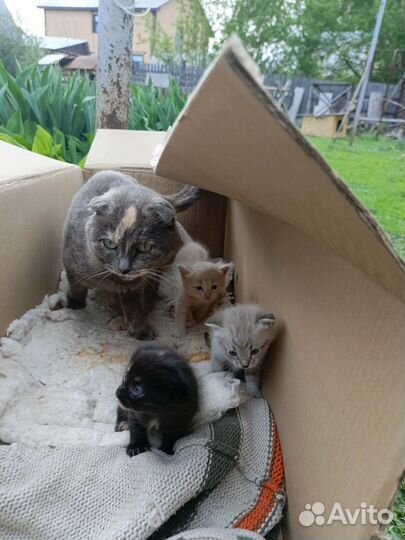 Котята в добрые руки