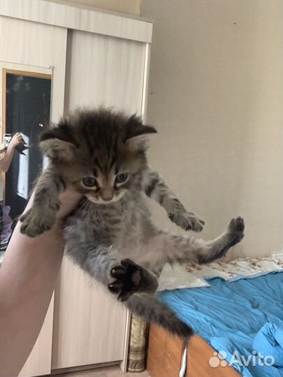 Котик в добрые руки