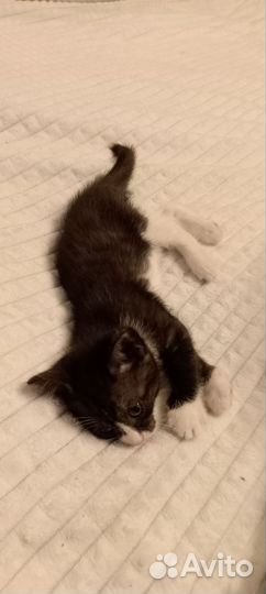 Домашние животные на передержку