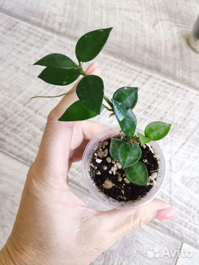 Хойя Лакуноза Эскимо