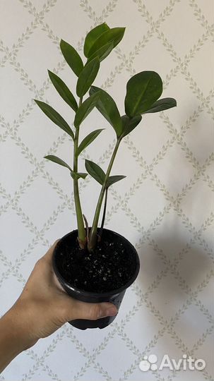 Замиокулькас Фикус кинки