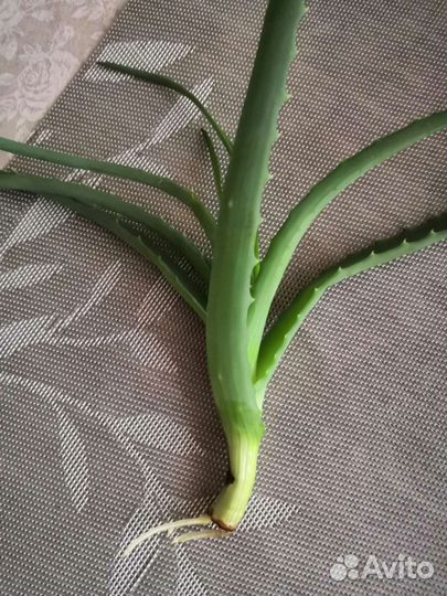 Алоэ столетник лечебный