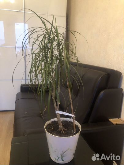 Пальма драцена