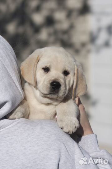 Щенки лабрадора