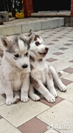 Щенки сибирской хаски