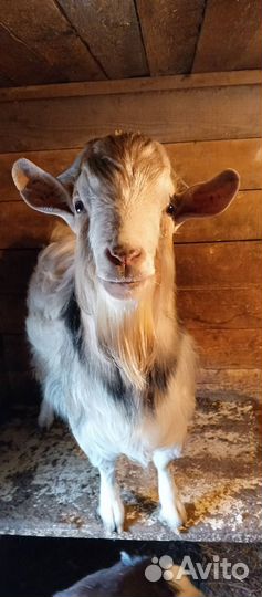 Продам породистого камерунского козла