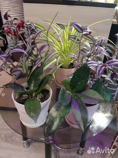 Традесканция Зебрина,Хлорофитум, Хоя