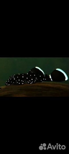 Анциструс звёздчатый L181 номерные сомы и цихлиды