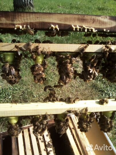 Матки Карника F 1