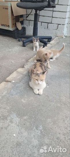 Котята в добрые руки