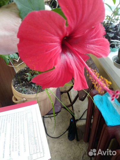 Домашние цветы