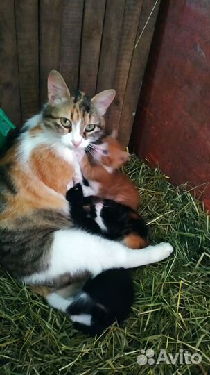 Кошки в добрые руки бесплатно