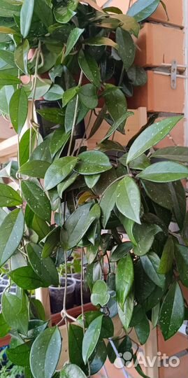 Хойя hoya carnosa