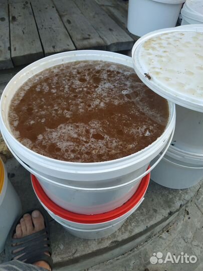 Мед липовый 2024г Опт