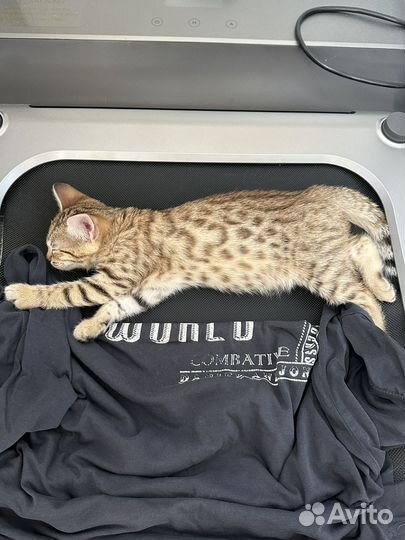 Бенгальская кошка