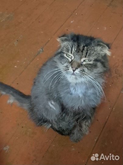 Кошка вислоухая, молодая