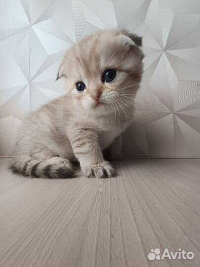 Золотые пушистики