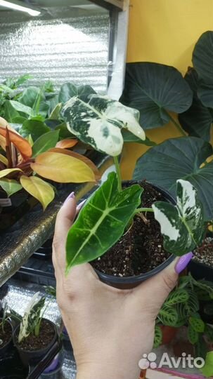 Алоказия фрайдек вариегатная