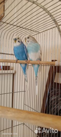Продам волнистых попугаев