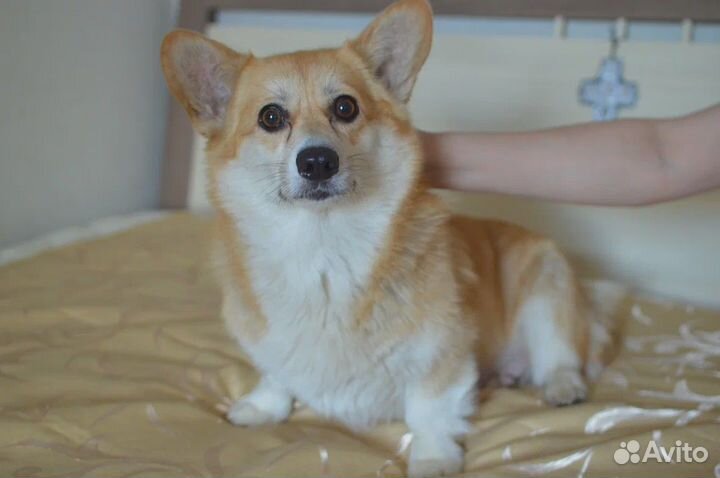 Щенки вельш-корги пемброк