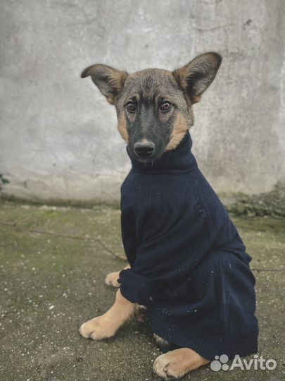 Щенок Филипп