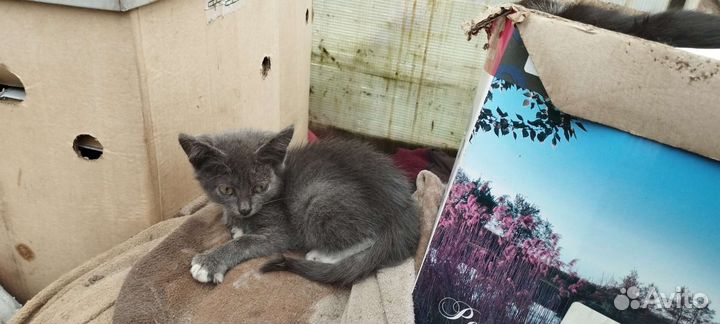 Котята в добрые руки