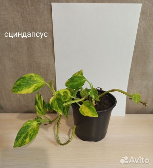 Сциндапсус, пилея, хлорофитум, традесканция