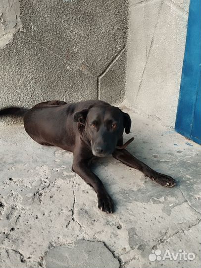 Собаки ищут дом