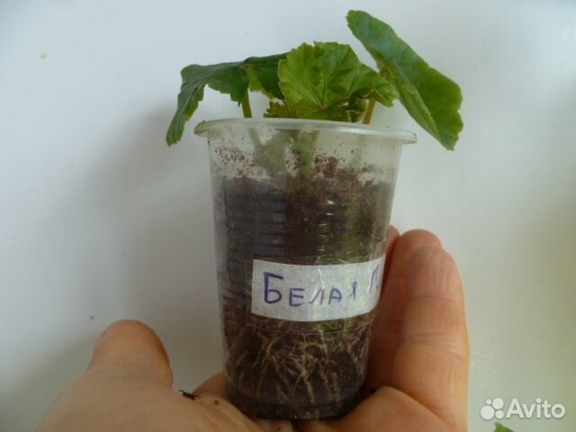 Бегония глуар де лоррен белая (отправл. почтой )