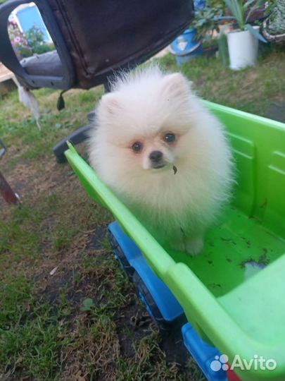 Щенки шпица