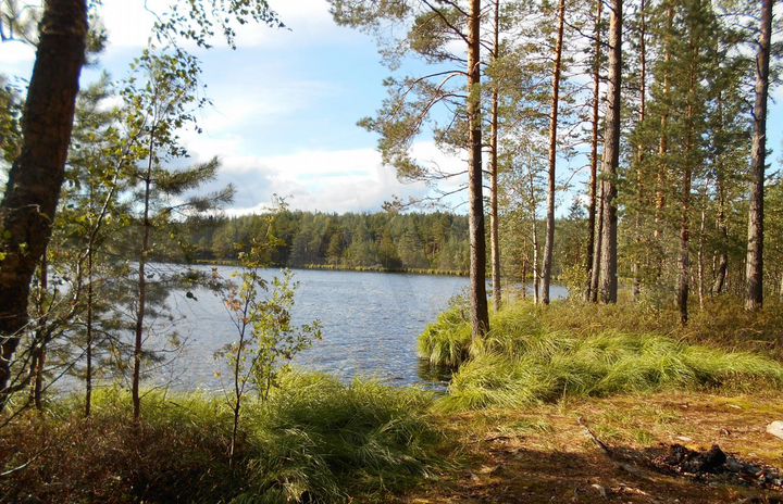 Участок 43 сот. (СНТ, ДНП)