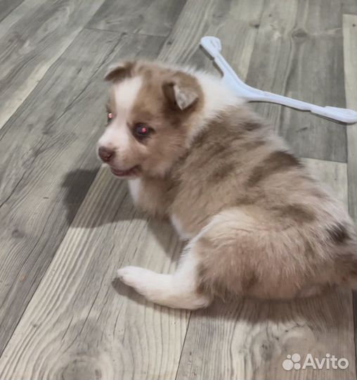 Щенки бордер колли