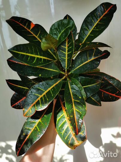 Кротон петра